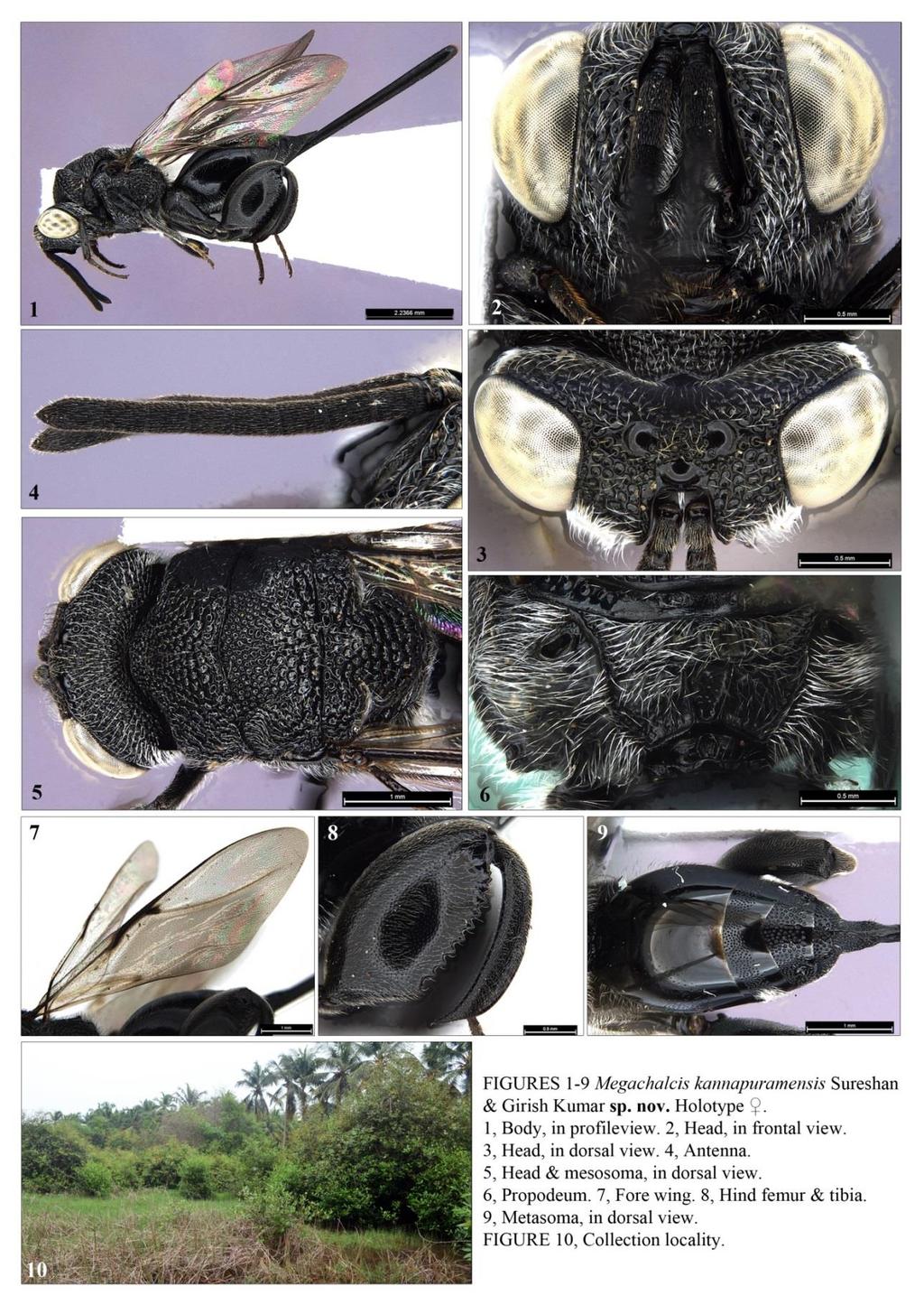 Description of a new species of Megachalcis Cameron from India convex; propodeal distal dent more robust