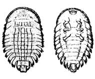 In group 1 taxa, the order Coleoptera contain the water pennies and the riffle beetles. Water pennies (A.) have a flat, saucer shaped body with a fringe of short, fine hair around the edge.