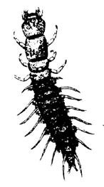 The order Isopoda contain the sowbugs. Their body length ranges from 5-20mm. Their bodies are flattened from top to bottom and they are dark gray in color with occasional mottling of black or brown.