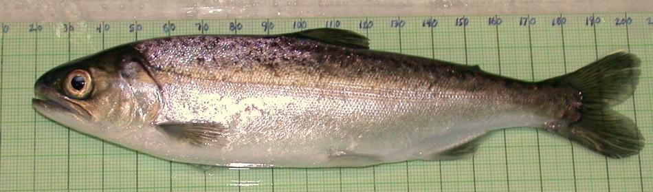 Study Species Late-fall Chinook Salmon