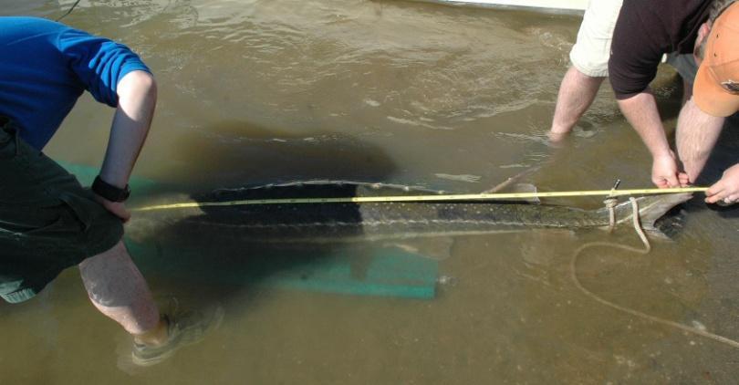 New Species: Green Sturgeon Over 300 green sturgeon tagged in the last 5 years. Tagging ongoing (six last week!