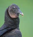 The Black Vulture is a scavenger that keeps this habitat clean- they have an important job here!