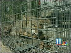 Here are some coyotes in downtown Atlanta- if caught, they are most likely