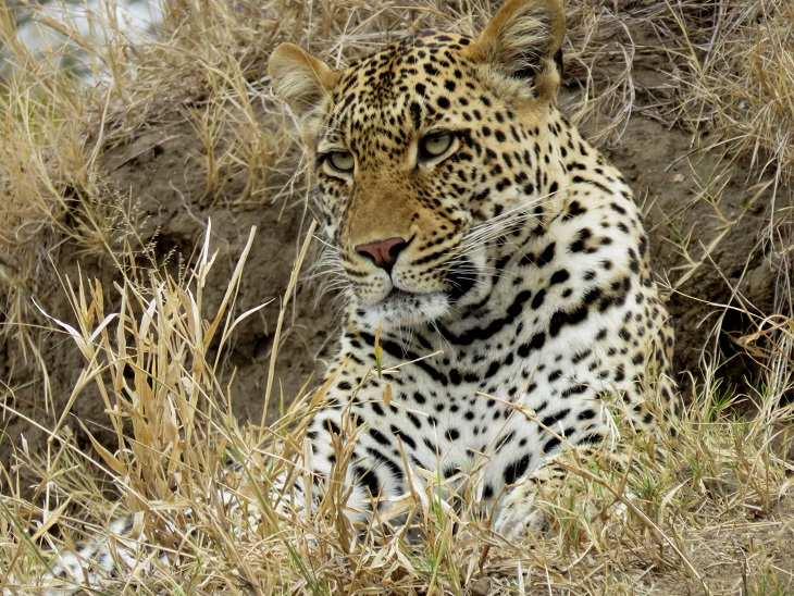 SOUTH AFRICA MALAMALA AND MARRICK 05 20 September 2018 Mattia Altieri A Leopard female along the Sand River, MalaMala What an AMAZING trip to South Africa!