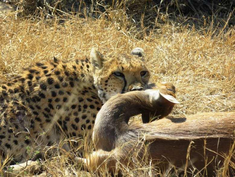 Cheetah mother grabbing the Bushbuck by the throat Other predators of MalaMala: two different LION prides, one with 3 males, 6 females and