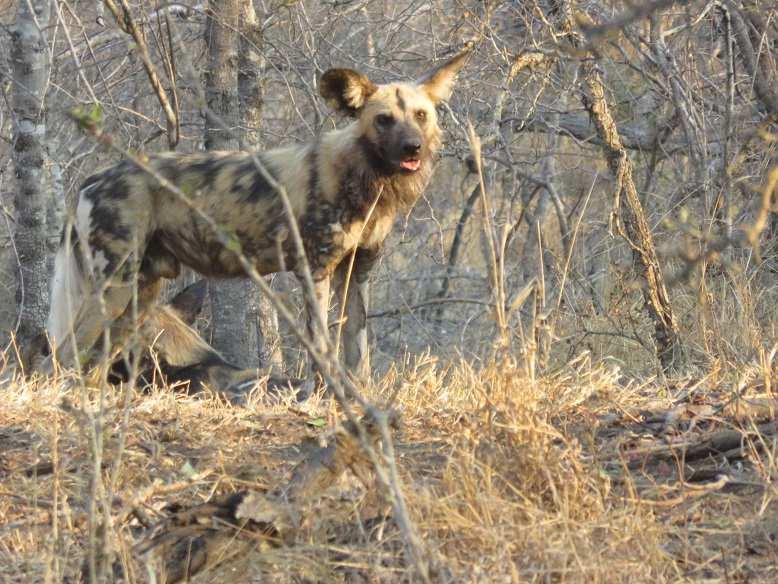 MalaMala, with 4-5 very young pups Wild Dog, the alpha male 18.
