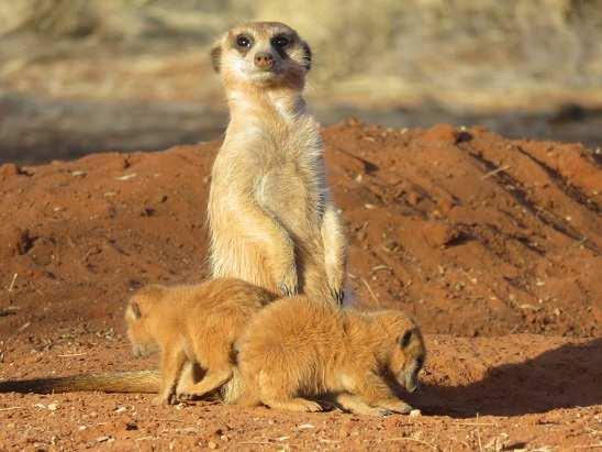 33. MEERKAT A funny habituated group near the Marrick farm, and other individuals