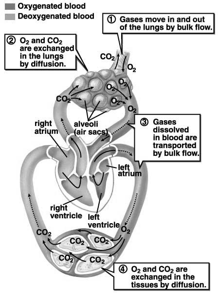 Gas Exchange in Respiratory Systems: (a) O 2 enters/exits system via bulk