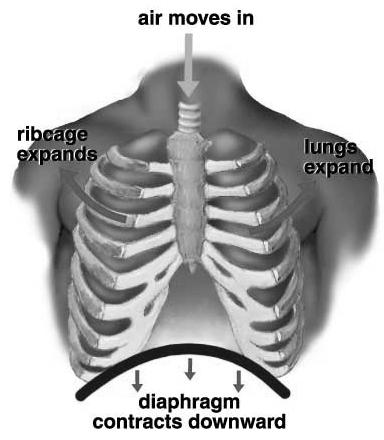 Mechanics of Breathing: Breathing depends on airtight chest cavity (pressure differences): Inhalation = Draw air into lungs (enlarge chest cavity - pressure) Exhalation