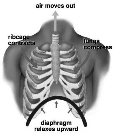 (pressure ) Air rushes into lungs Diaphragm relaxes Rib muscles relax Chest volume (pressure ) Air rushes out of lungs Control of Respiration: Respiratory Center: