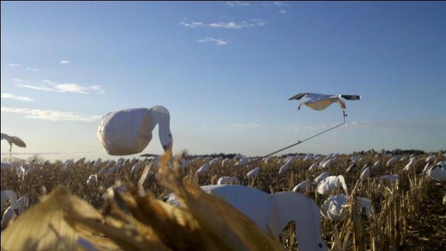 Spring Snow Goose Hunt in Nebraska Join DU Regional Director Steve Wilson for a 4-person, 2 day hunt during the 2015 spring conservation season for snow geese.