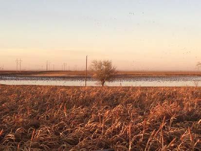 Combined with the extensive agriculture in the area, this part of Texas features some of the best open landscapes for waterfowl south of the breeding grounds.