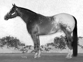 Poni es Pony of the Americas The Pony of the Americas (POA) originated in Iowa about 1955 when an Appaloosa mare was bred to a Shetland stallion.