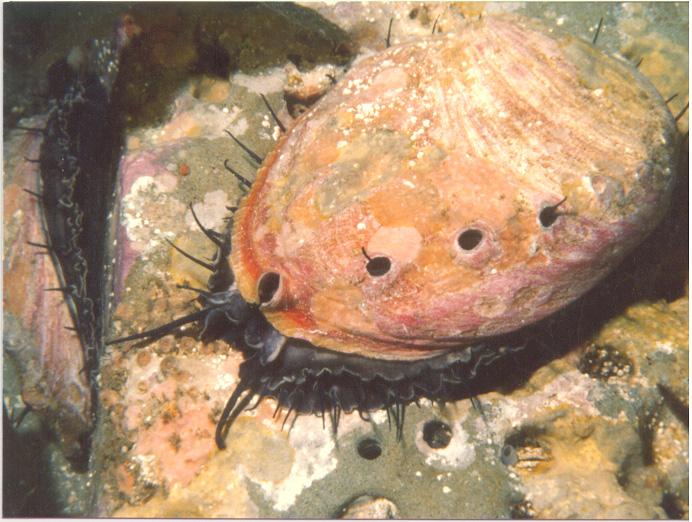 Diving For Science 5 Proceedings Of The American Academy Of Underwater Sciences Figure 1. Red abalone, Haliotis rufescens. Note second abalone on left side of rock.