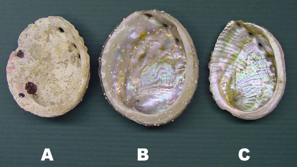 Diving For Science 5 Proceedings Of The American Academy Of Underwater Sciences Figure 3. Abalone shells found during underwater transects.