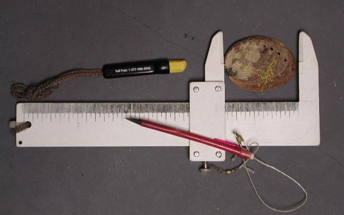 A fresh shell (C) has a clean shiny appearance. Figure. A recording caliper used to measure abalones underwater without the need to record every length.