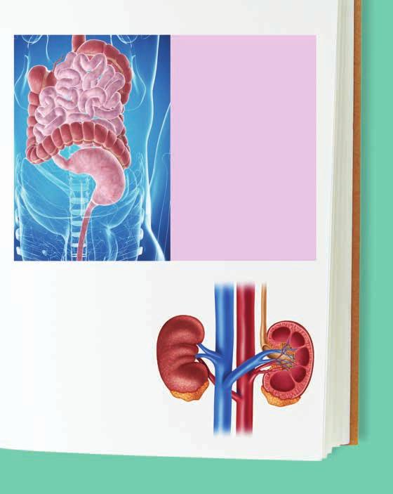 Another system that is connected to the circulatory system is the urinary system. This includes the kidneys. Blood from your heart goes to the kidneys through a large blood vessel called the aorta.