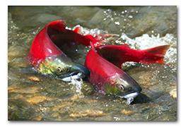 Salmon Run ~ by Ted Boretti In early morning, the water of the river moves slowly so slowly the water looks like glass. The air is still cold from the night. Mist rises from the river like smoke.