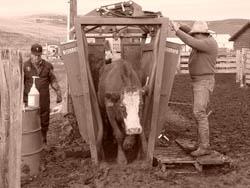 Make sure equipment is well maintained B. As cattle move toward the squeeze chute, it is important to keep them moving C.