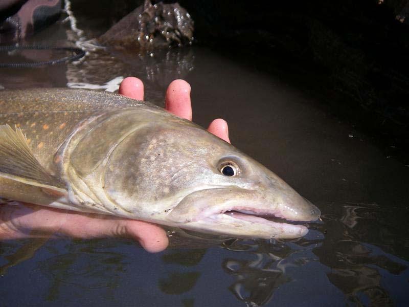 Plate 6 Bull trout captured downstream from the  Applied