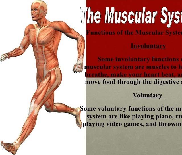 BMI 04 Skeletal Muscle & Force Generator J F Grosset BMI 04 2014 J F GROSSET 1 Muscular System Functions Body movement (Locomotion) Maintenance of posture Respiration Diaphragm and intercostal