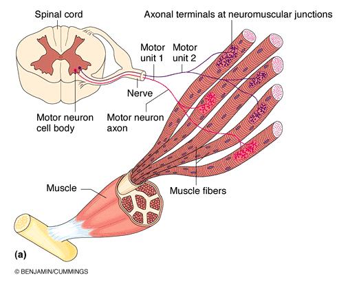 Motor Unit All muscle cells are