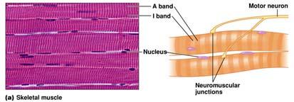 Different type of Muscle Tissues BMI 04 2014 J F GROSSET 5 Antagonistic Muscle Action Muscles are either