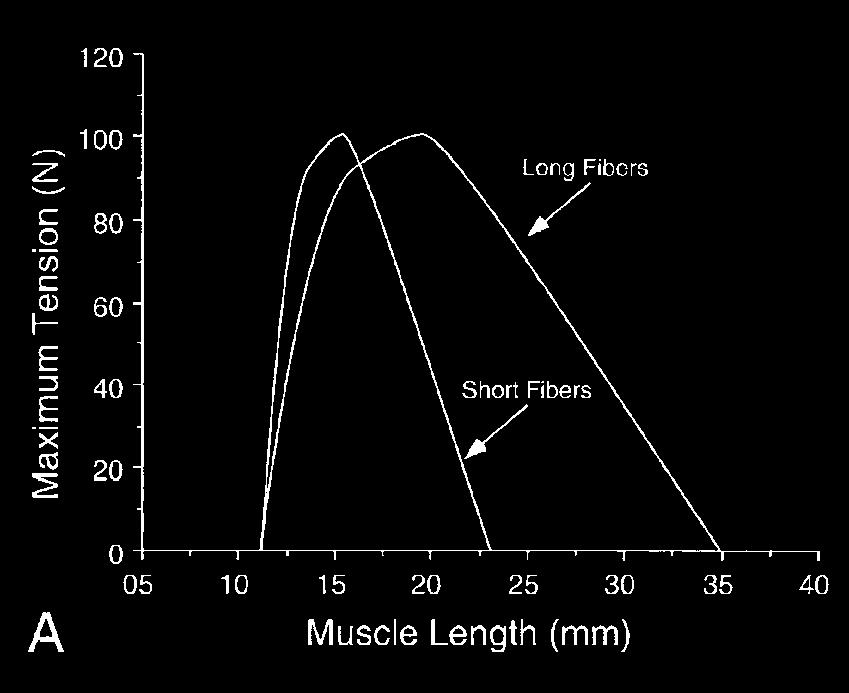 Contractile Component Influence of muscle architecture PCSA