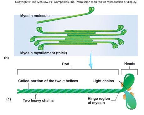 Single filament contains roughly 300 myosin molecules Molecule consists of two heavy myosin molecules wound together to form a rod