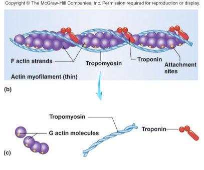 Thin Filament: composed of 3 major proteins 1. F (fibrous) actin 2. Tropomyosin 3.