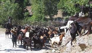 Caporja e Dragobisë Goat is a typical goat for alpine zones.