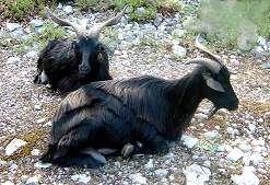 This goat is very frequently on the Albanian alps but also in other zones.
