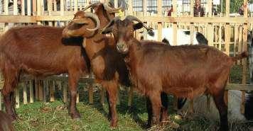 Skuqe e Matit Goat is a medium size animal, very developed and harmonic skeleton. Females have back inward sickle sharpen thin horns.