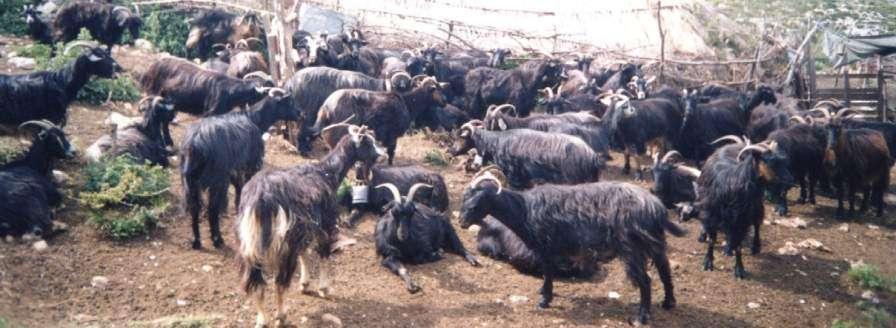 THE GOATS Goat Black of Dukati is an animal with small