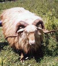 Sheep breed Shkodrane has a small size body arches nasal