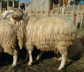 Sheep breed Bardhoka it is find very common and has a very good developed body with strong