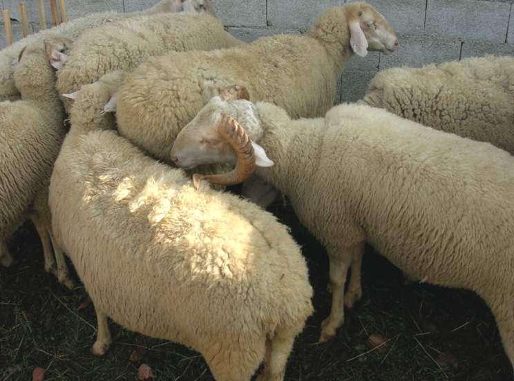 THE SHEEP Sheep breed Ruda it has well developed body, with long legs that is characteristic for this breed. The head is light but has well developed mandibles and protruded orbital's.
