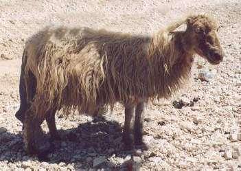 THE SHEEP Sheep breed Recka it is a small animal with a fine skeleton and a light and fine head, as well as short and thin legs. Generally ewes have not horns and males are well horned.