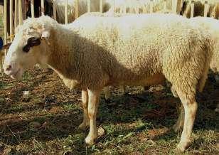 Sheep breed Syska e Matit has middle size developed body with strong and well developed skeleton, very