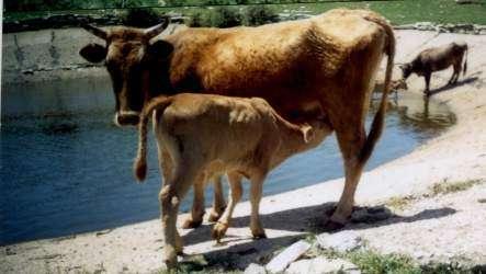 In the cattle we may extinguish : THE CATTLE Local cattle bred of Prespa the color is grey-gryish blue-brown-reddish sometimes dark.