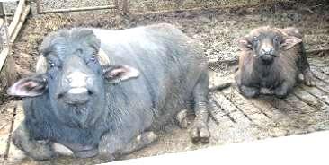 THE CATTLE The Albanian Buffalo is an animal with a lean head and large black eyed.