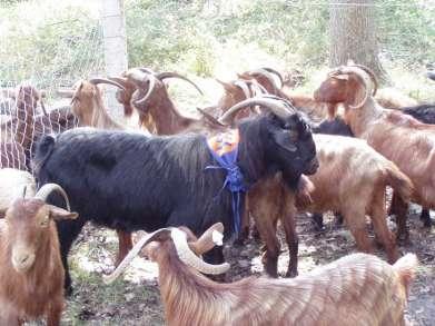 Velipoja Goat is with