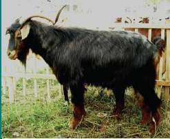 Goat of Bulaci is a medium size