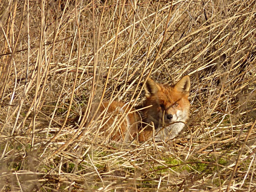 fox (photo: