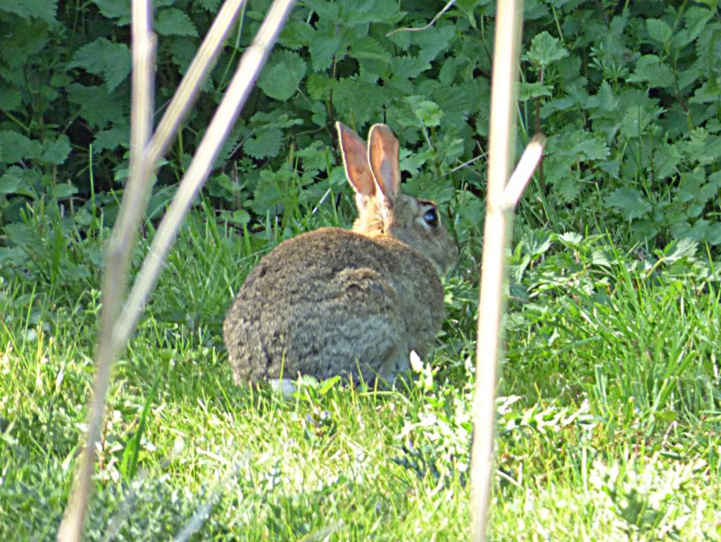 Rabbit (photo