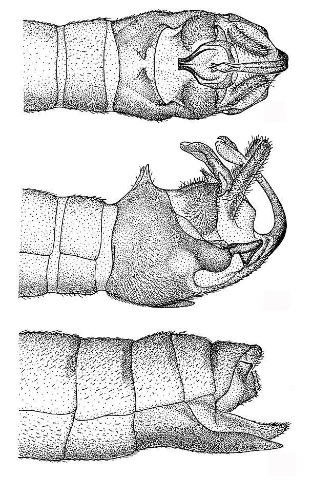 35 36 37 Figs. 35-37. Megaleuctra kincaidi, Lolo Pass, Idaho. Terminalia: 35. Male, dorsal. 36. Male, lateral. 37. Female, lateral. Larva.