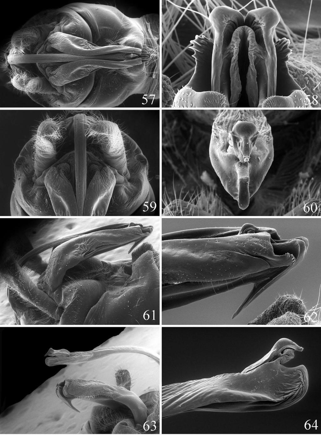 Figs. 57-64. Megaleuctra stigmata. Bendorf Spring, California. Male: 57. Genitalia, dorsal, epiproct, extended. 58. Epiproct, apex, dorsal. 59. Genitalia, dorsal, base. 60.