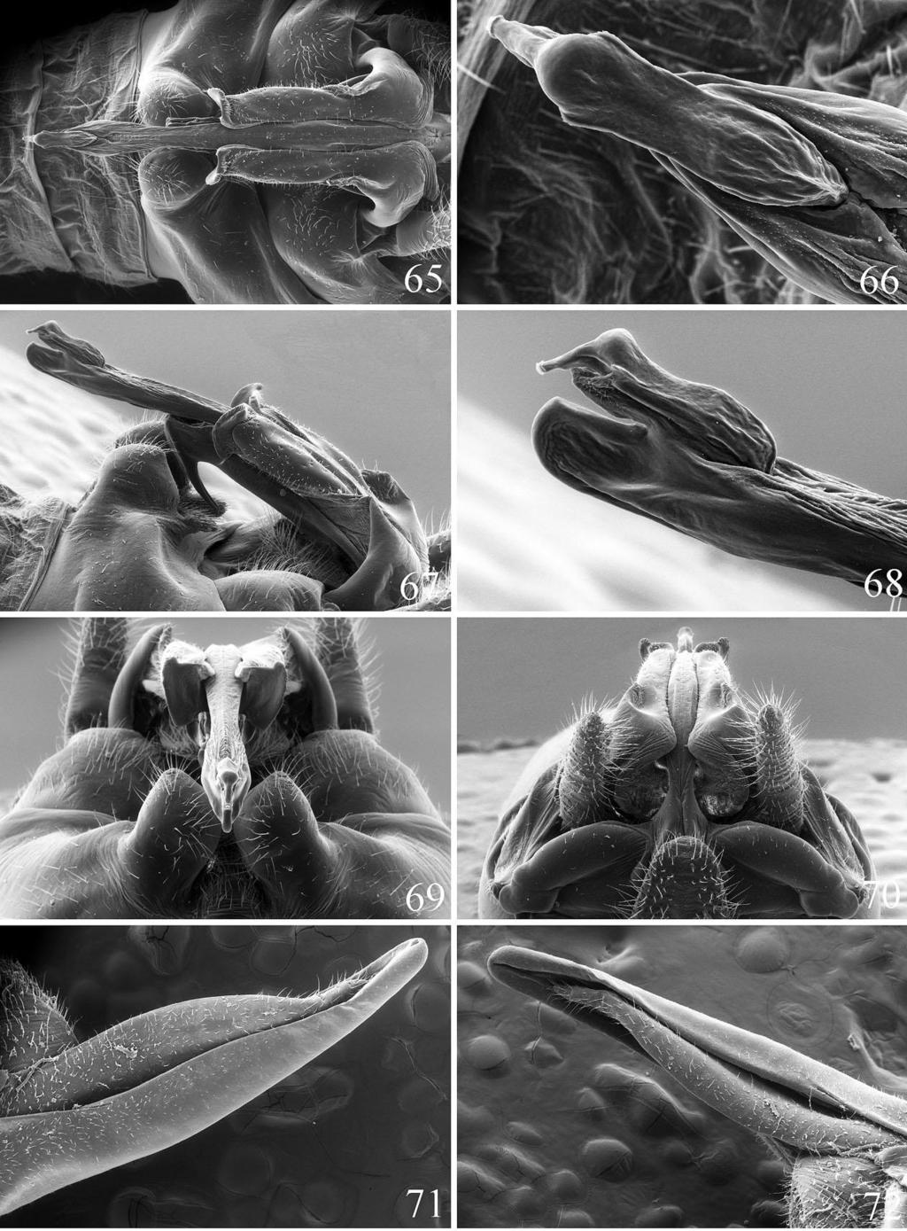 Figs. 65-72. Megaleuctra stigmata. Gray Creek, British Columbia. Male: 65. Genitalia, dorsal, epiproct, midlength. 66. Subanal probe, apex, dorsal. 67. Genitalia, lateral, epiproct, midlength. 68.