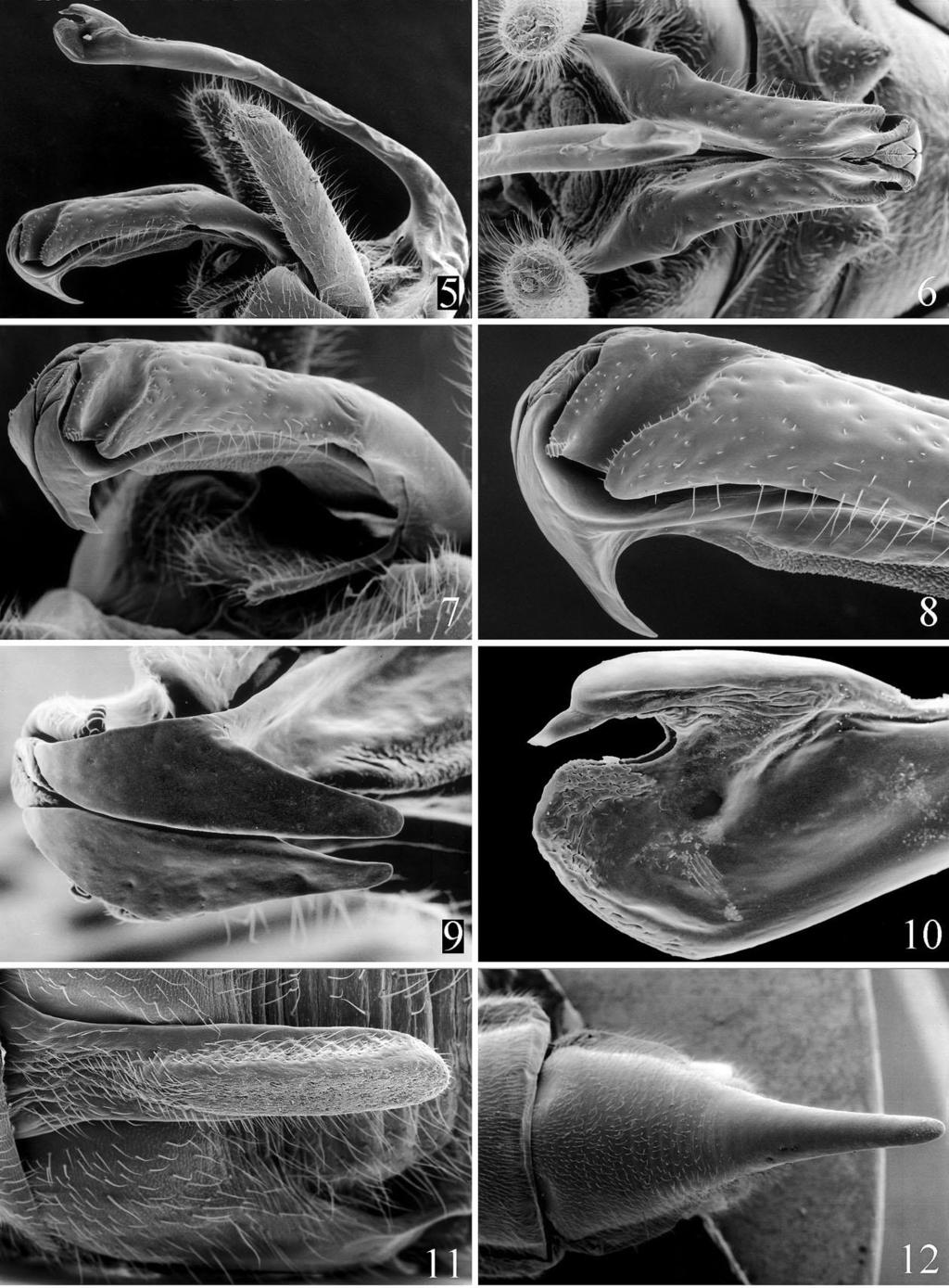Figs. 5-12. Megaleuctra complicata, Willis Creek, Oregon. Male: 5. Genitalia, lateral, open. 6. Genitalia, dorsal, open. 7. Genitalia, lateral, epiproct, extended. 8.