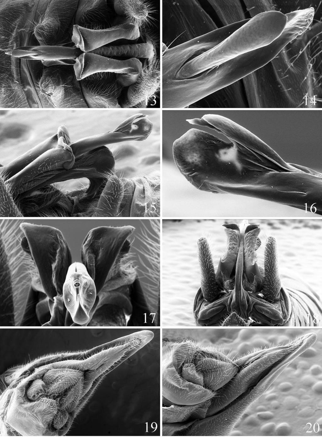 Figs. 13-20. Megaleuctra complicata, Still Creek, Oregon. Male: 13. Genitalia, dorsal, epiproct, midlength. 14. Subanal probe, apex, dorsal. 15. Genitalia, lateral, epiproct, midlength. 16.